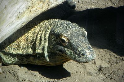 Close-up of iguana on sand