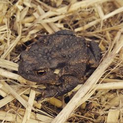 Close-up of frog