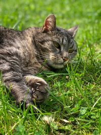 Cats relaxing in grass
