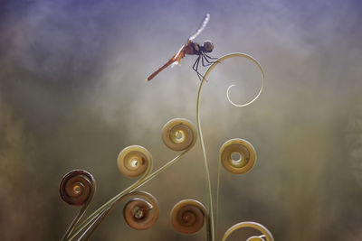 All about story of dragonflies