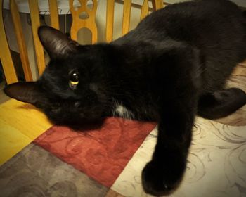 Black cat resting on tiled floor