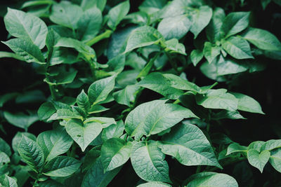 Close-up of fresh green leaves on plant