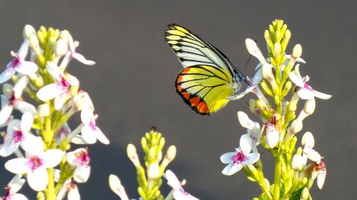 Close-up of butterfly pollinating on flower