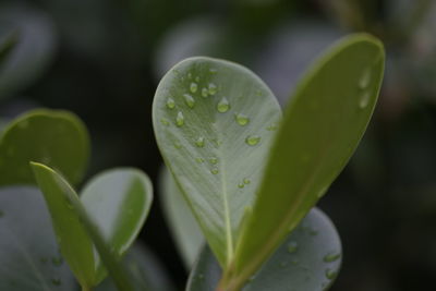 Close-up of wet plant