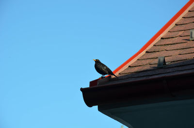 Low angle view of bird perching on built structure against clear blue sky