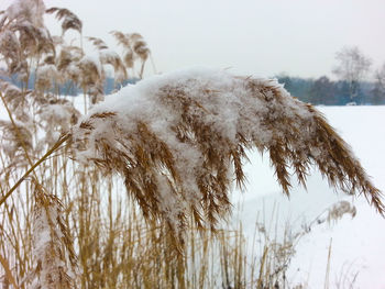 Close-up of snow covered plants on field against sky