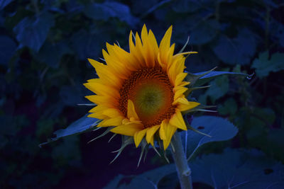 Close-up of sunflowers