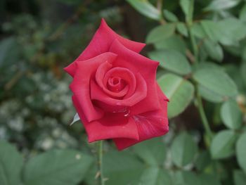 Close-up of pink rose