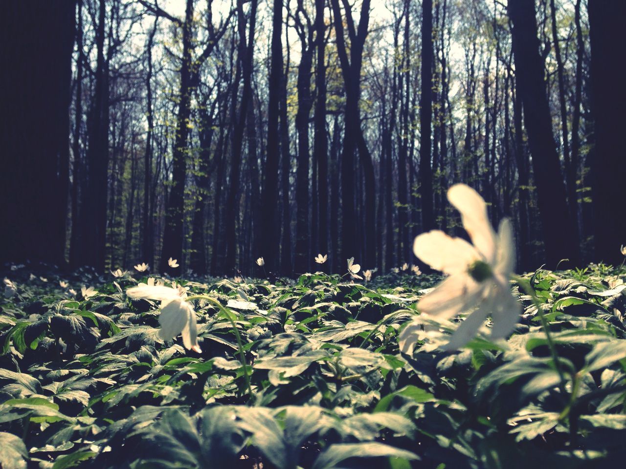 growth, tree, forest, plant, leaf, nature, tree trunk, white color, animal themes, beauty in nature, green color, day, flower, no people, tranquility, outdoors, one animal, sunlight, park - man made space, branch