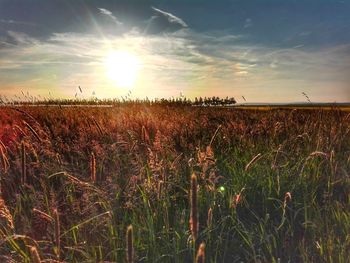 Scenic view of field against sky during sunset