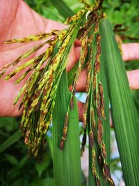 Close-up of hand holding rice seeds
