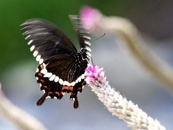 Close-up of butterfly pollinating on flower - papilio polytes, common mormon