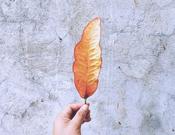 Cropped hand holding leaf against wall