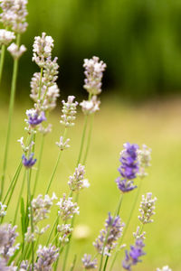 Close-up of purple flowering plants on field