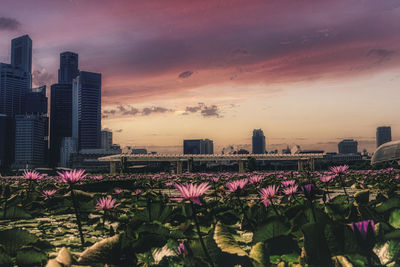 Purple flowering plants by buildings against sky during sunset