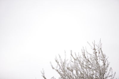 Low angle view of tree against clear sky