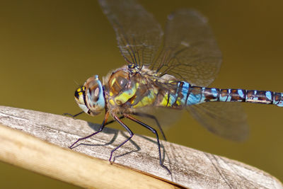 Close-up of insect