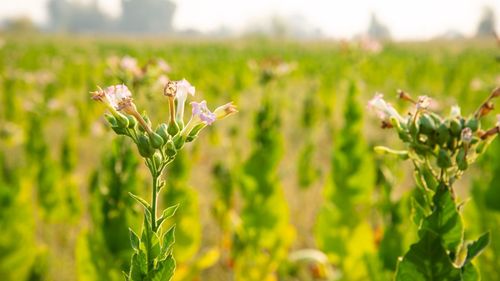 Close-up of flowering plant on field