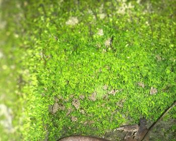 Full frame shot of grass on field