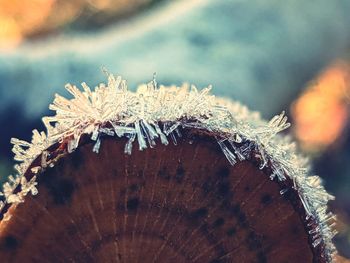 Close-up of frozen tree limb