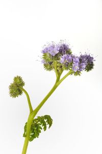 Close-up of flowering plant against white background