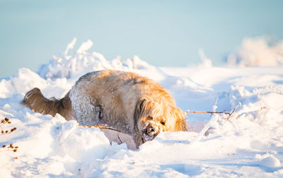 Dog lying on snow covered land