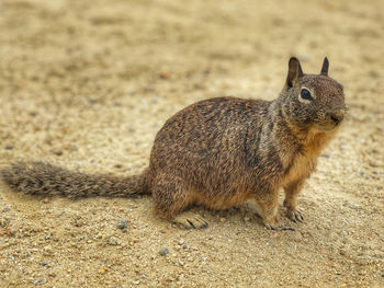 Close-up of squirrel on land