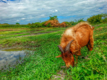 Cow grazing on grassy field