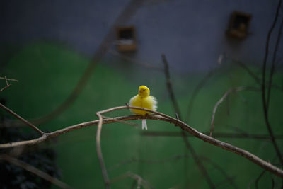 Close-up of bird perching on branch