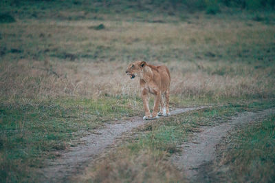 Cat walking in a field