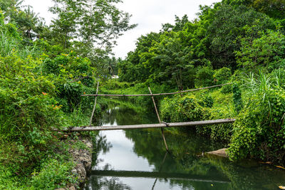 Scenic view of lake amidst trees in forest