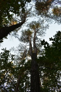 Low angle view of trees against sky