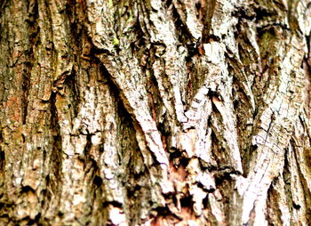 Full frame shot of tree trunk