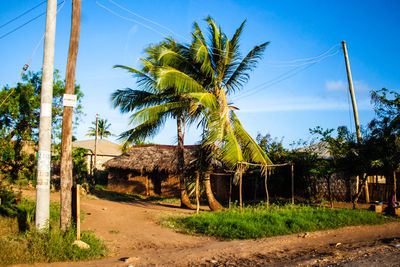 Palm trees on landscape against clear sky