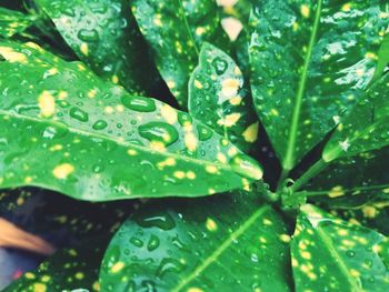 Close-up of raindrops on leaves