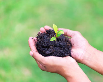 Close-up of hand holding plant