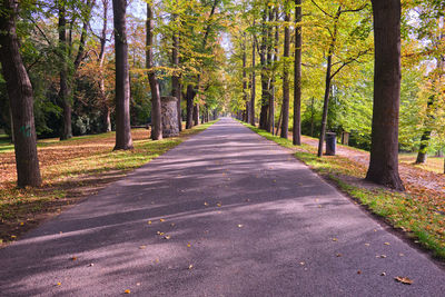 Empty road amidst trees in forest