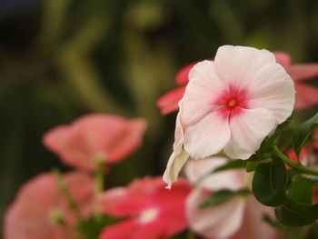 Close-up of pink flowering plant in park