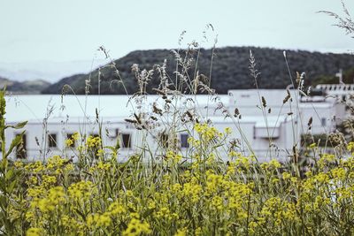 Plants growing on field against sky