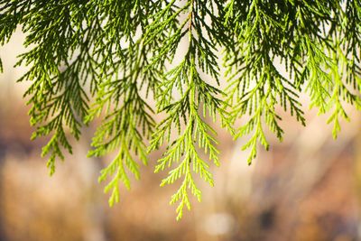 Pine tree leaves close-up and macro, green nature background