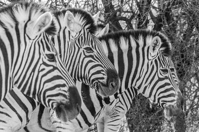 A family of zebras at etosha national park