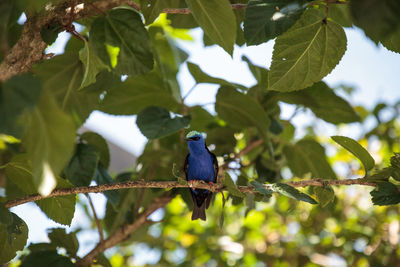 Low angle view of bird perching on branch