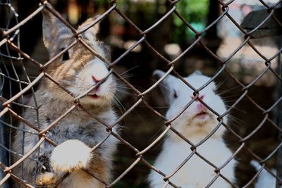Close-up of chainlink fence in cage