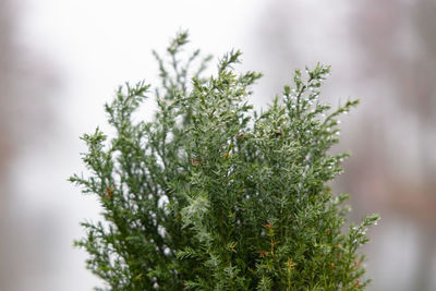 Close-up of pine tree during winter