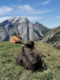 View of cows on an alpine pasture against mountain range in karwendel, tyrolean alps