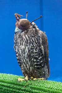 Close-up of bird perching on grass against clear blue sky