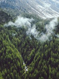 High angle view of pine trees in forest