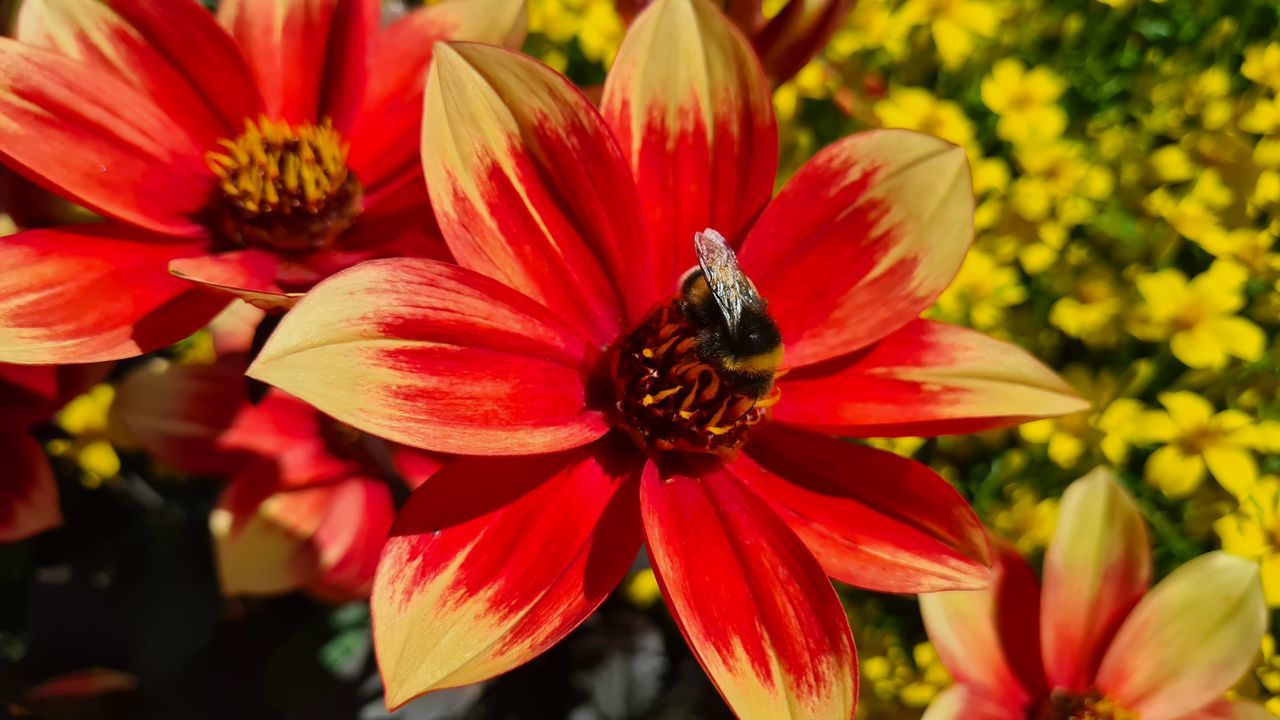 CLOSE-UP OF HONEY BEE ON RED FLOWERING