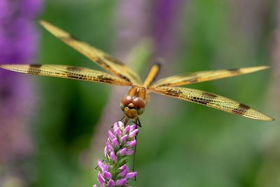 Close-up of insect on purple flower