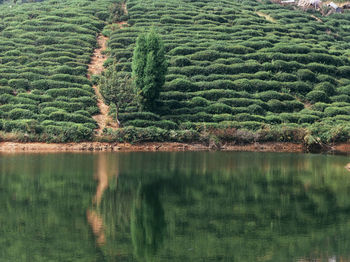 Plants growing at hill reflecting on lake